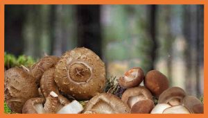 hongo shiitake