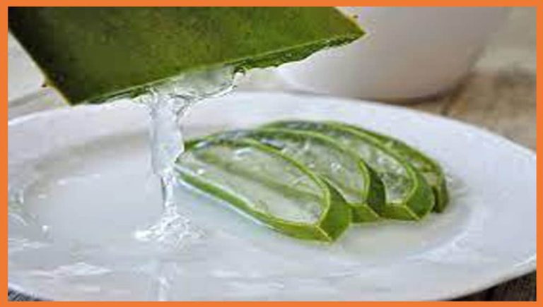sábila aloe vera